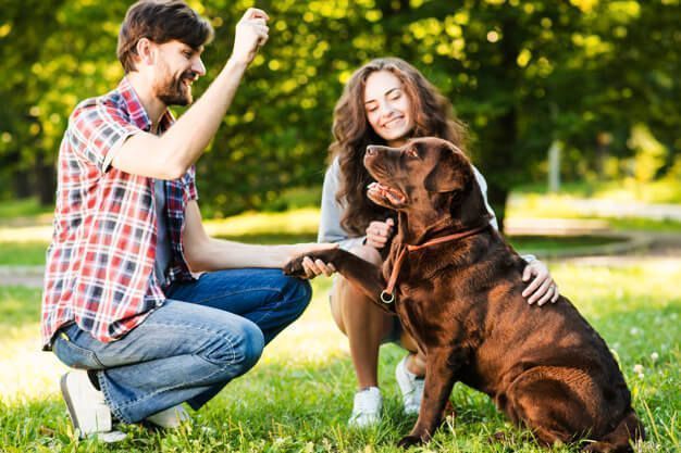 Como educar um cachorro: dicas de adestramento para pets